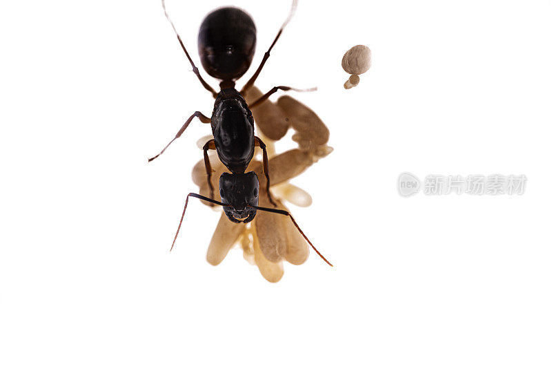 Camponotus sanctus 蚁后与蛹